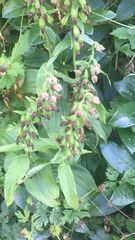 Epipactis helleborine