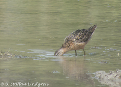 Limnodromus scolopaceus