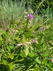 Desmodium illinoense