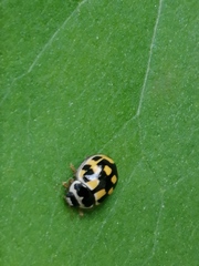 Propylea quatuordecimpunctata