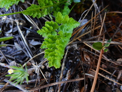 Cryptogramma acrostichoides