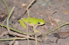 Anura