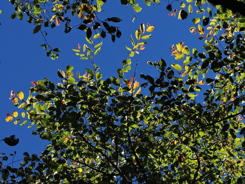 Image of Ulmus uyematsui by (c) Jacy Chen, some rights reserved (CC BY)