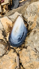 Mytilus galloprovincialis
