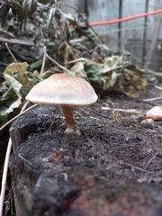 Pluteus