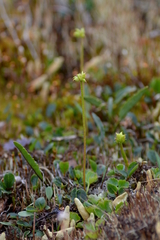 Ranunculus lapponicus