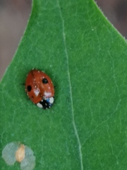 Adalia bipunctata