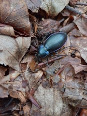 Carabus violaceus