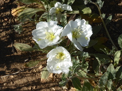 Oenothera
