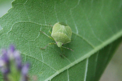 Nezara viridula