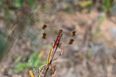 Sympetrum pedemontanum