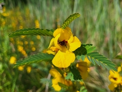 Chamaecrista fasciculata