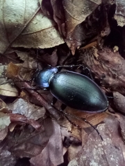 Carabus violaceus