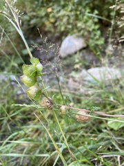 Rhinanthus minor