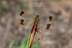 Sympetrum pedemontanum