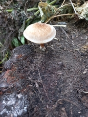 Pluteus