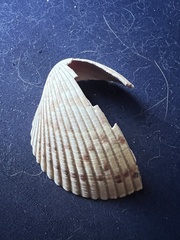 Dinocardium robustum