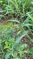 Lespedeza cuneata