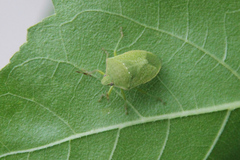 Nezara viridula