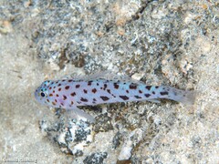 Thorogobius ephippiatus
