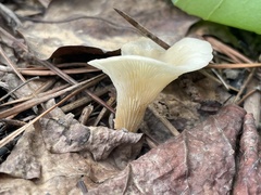 Agaricales