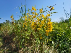 Chamaecrista fasciculata