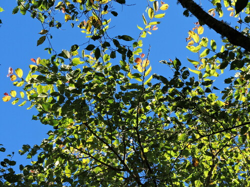 Image of Ulmus uyematsui by (c) Jacy Chen, some rights reserved (CC BY)