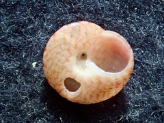 Coelotrochus carmesinus