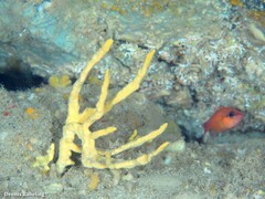 Axinella verrucosa