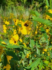 Chamaecrista fasciculata