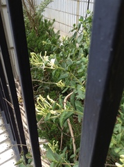 Lonicera japonica