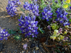 Lupinus lepidus