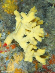Axinella verrucosa