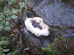 Fungi