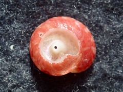 Coelotrochus carmesinus