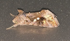Chrysodeixis