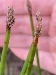 Eleocharis