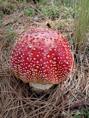 Amanita muscaria flavivolvata