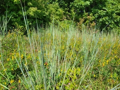 Chamaecrista fasciculata