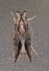 Chrysodeixis