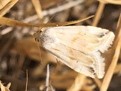 Eublemma ostrina