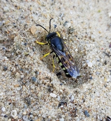 Bicyrtes quadrifasciatus