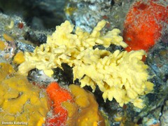 Axinella verrucosa