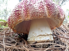Amanita muscaria flavivolvata