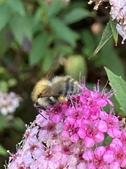 Bombus