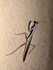 Schizomantodea