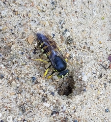 Bicyrtes quadrifasciatus