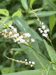 Persicaria punctata