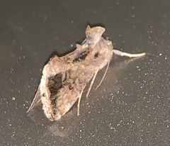 Chrysodeixis
