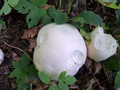Calvatia